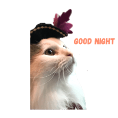 [LINEスタンプ] 猫のラガさん 