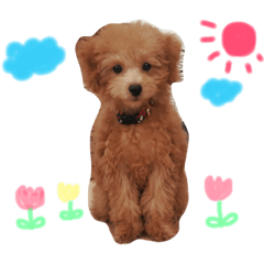 [LINEスタンプ] べるちゃんの日常会話で使えるスタンプ 