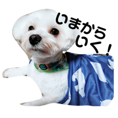 [LINEスタンプ] ルイくん(マルチーズ)