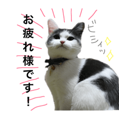[LINEスタンプ] 子猫のそらくん