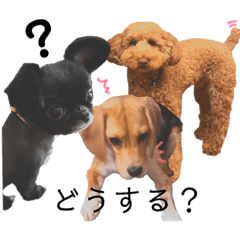 [LINEスタンプ] かわいぬさまスタンプ fetchpriority=high