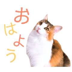 [LINEスタンプ] べるたんฅ^._.^ ฅスタンプ 