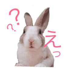 [LINEスタンプ] うさぎのステラ