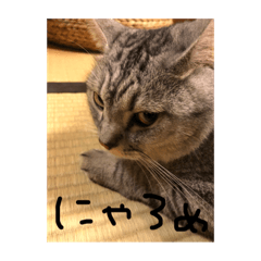 [LINEスタンプ] ネコワーキング 