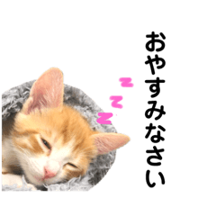 [LINEスタンプ] 我が家の3ニャンズのクロ、ゴマ、トラ 