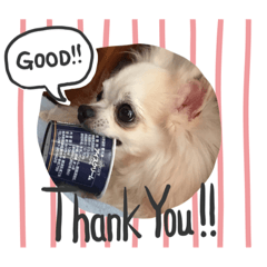 [LINEスタンプ] どうぶつしゅーごー 