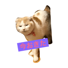 [LINEスタンプ] 毎日タラちゃん 