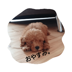 [LINEスタンプ] ビビのトイプードル。