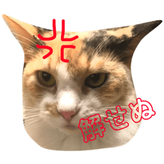 [LINEスタンプ] ジーナスタンプ 