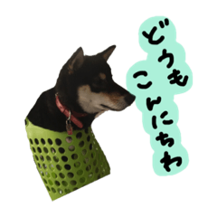 [LINEスタンプ] 柴犬チロ 