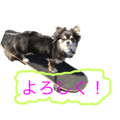 [LINEスタンプ] 柴犬風のチワワスタンプ(豆太くん) 