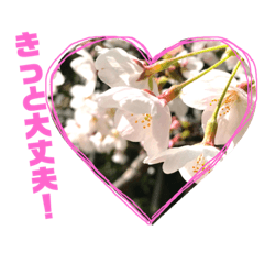 [LINEスタンプ] お花写真のスタンプ