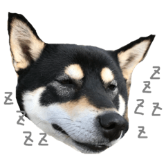[LINEスタンプ] 柴犬うめちゃん スタンプ 