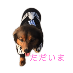 [LINEスタンプ] 愛犬 リリー 