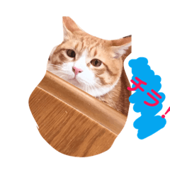 [LINEスタンプ] 猫と今日も行く 