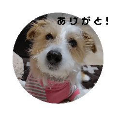 [LINEスタンプ] ぶいぶいジャック♪ 