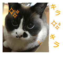 [LINEスタンプ] とら猫ちゃんとひめちゃん