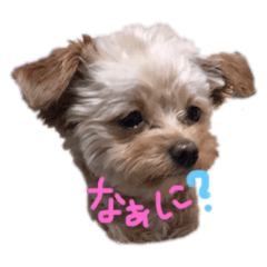 [LINEスタンプ] love my  dog 