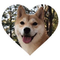 [LINEスタンプ] 柴犬ちゃんぽん 