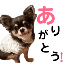 [LINEスタンプ] ちわわの日常1 