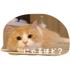 [LINEスタンプ] くろまめたん 5