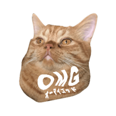 [LINEスタンプ] OMGCATS_wmy