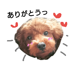 [LINEスタンプ] トイプードルだいすき2