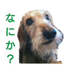 [LINEスタンプ] ワイヤーダックス・シスコ！