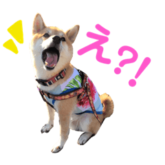 [LINEスタンプ] 柴犬のまろん 