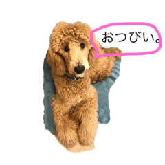 [LINEスタンプ] わがままスタンダードプードルのブライアン 