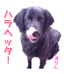 [LINEスタンプ] ステイウィズミー 