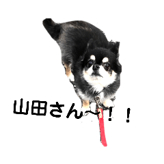 [LINEスタンプ] ちわわのここあ 