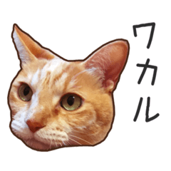 [LINEスタンプ] むぎちゃんにゃん！2
