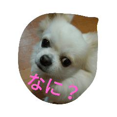 [LINEスタンプ] サツキと仲間達 