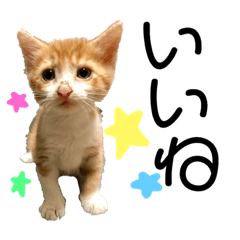 [LINEスタンプ] ぽんずすたんぷ 2 fetchpriority=high