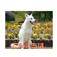[LINEスタンプ] ジェイのスタンプ fetchpriority=high