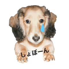 [LINEスタンプ] ダックスのマロンくん 