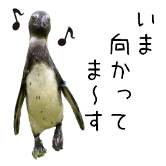[LINEスタンプ] ケープペンギン 出川さんの画像（メイン）
