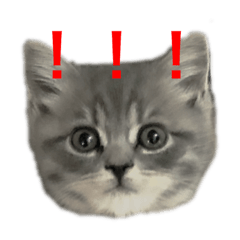 [LINEスタンプ] 子猫のじん君(立ち耳スコティッシュ) 