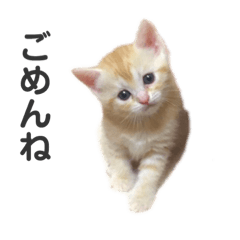 [LINEスタンプ] ネコの日常02♪ 