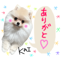 [LINEスタンプ] ポメラニアンの海くん（かいくん） 