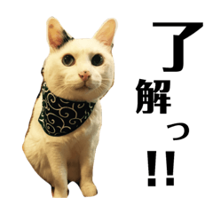 [LINEスタンプ] 白黒猫 にゃん太くん 