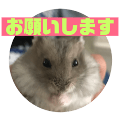 [LINEスタンプ] はむすけのスタンプ 