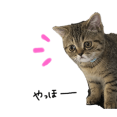 [LINEスタンプ] ポアロのスタンプ