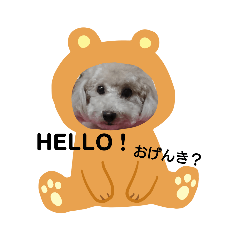 [LINEスタンプ] トイプードルモモ 