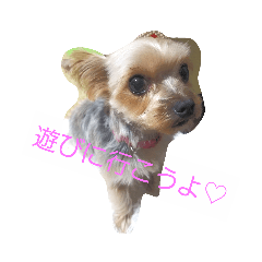[LINEスタンプ] ヨーキーさっちゃんvol.1 