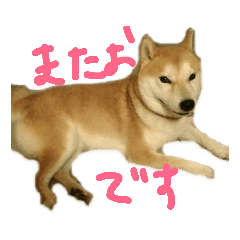 [LINEスタンプ] またお 