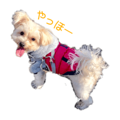 [LINEスタンプ] ポメプーのミルキー 