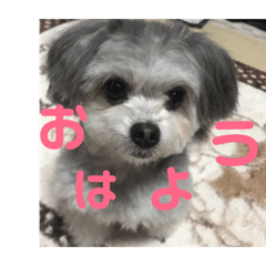 [LINEスタンプ] うぃるたん 