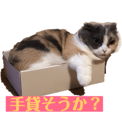 [LINEスタンプ] スコマンチのもちこさん 